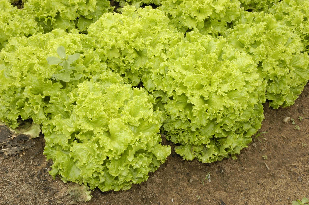 garden pure organic lettuce